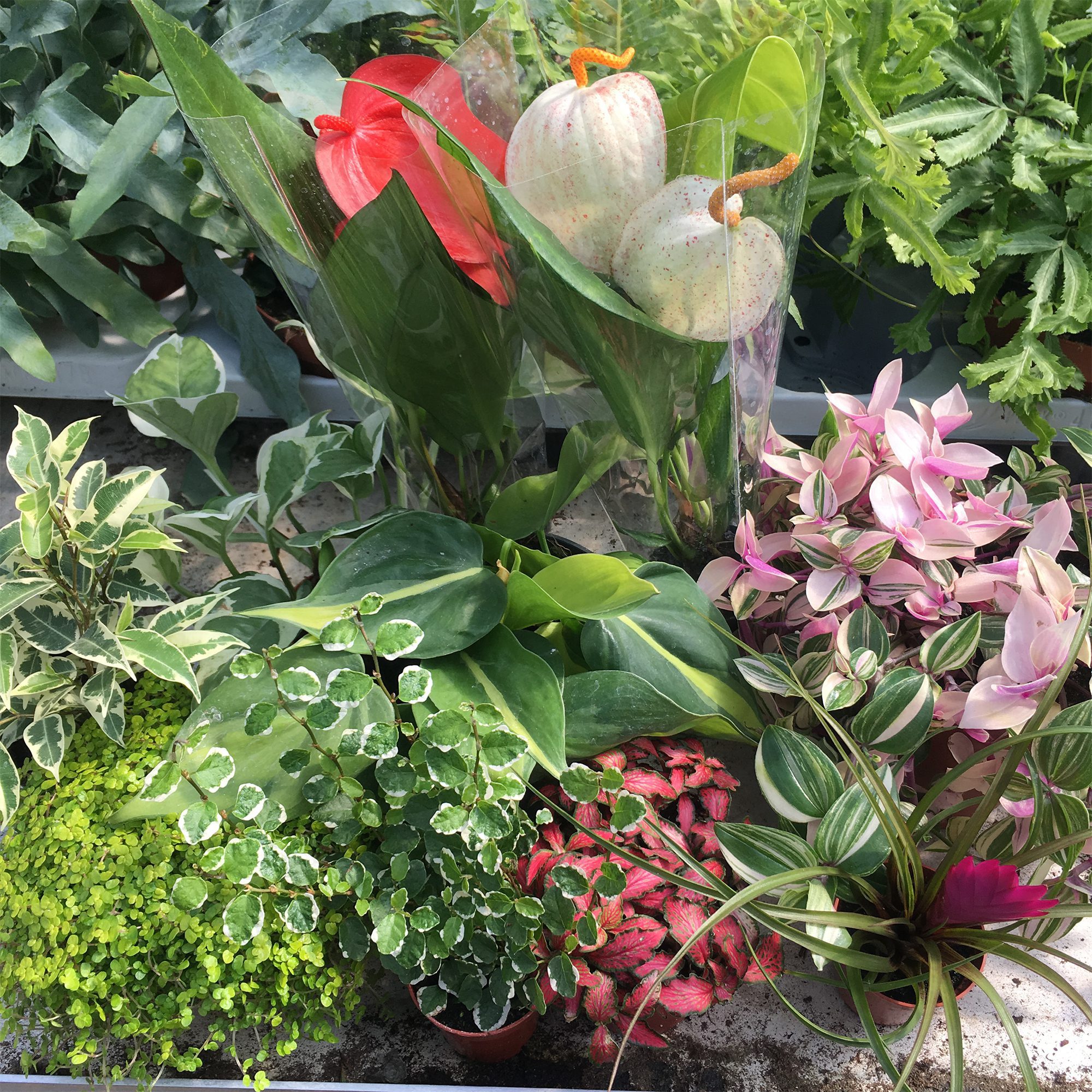 PR Live Plant Mini Jungle Collection (6 Plants)