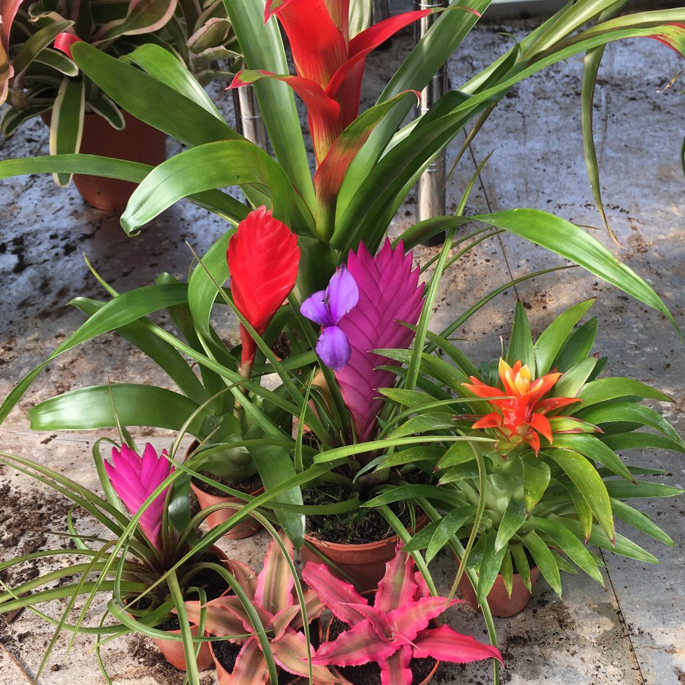 PR Live Plant Mini Bromeliad collection (6 Plants)