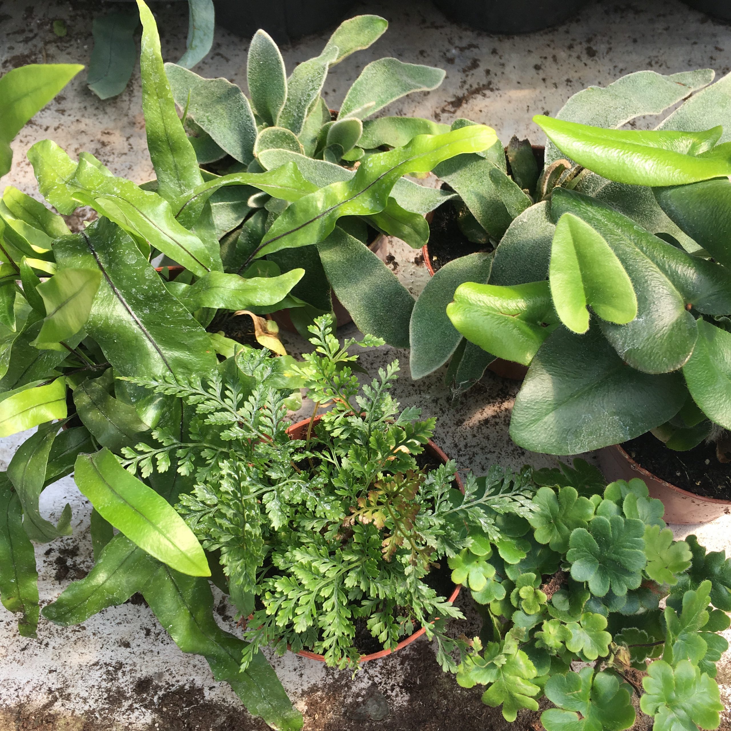 PR Live Plant: Mini Fern Collection (6 Plants)