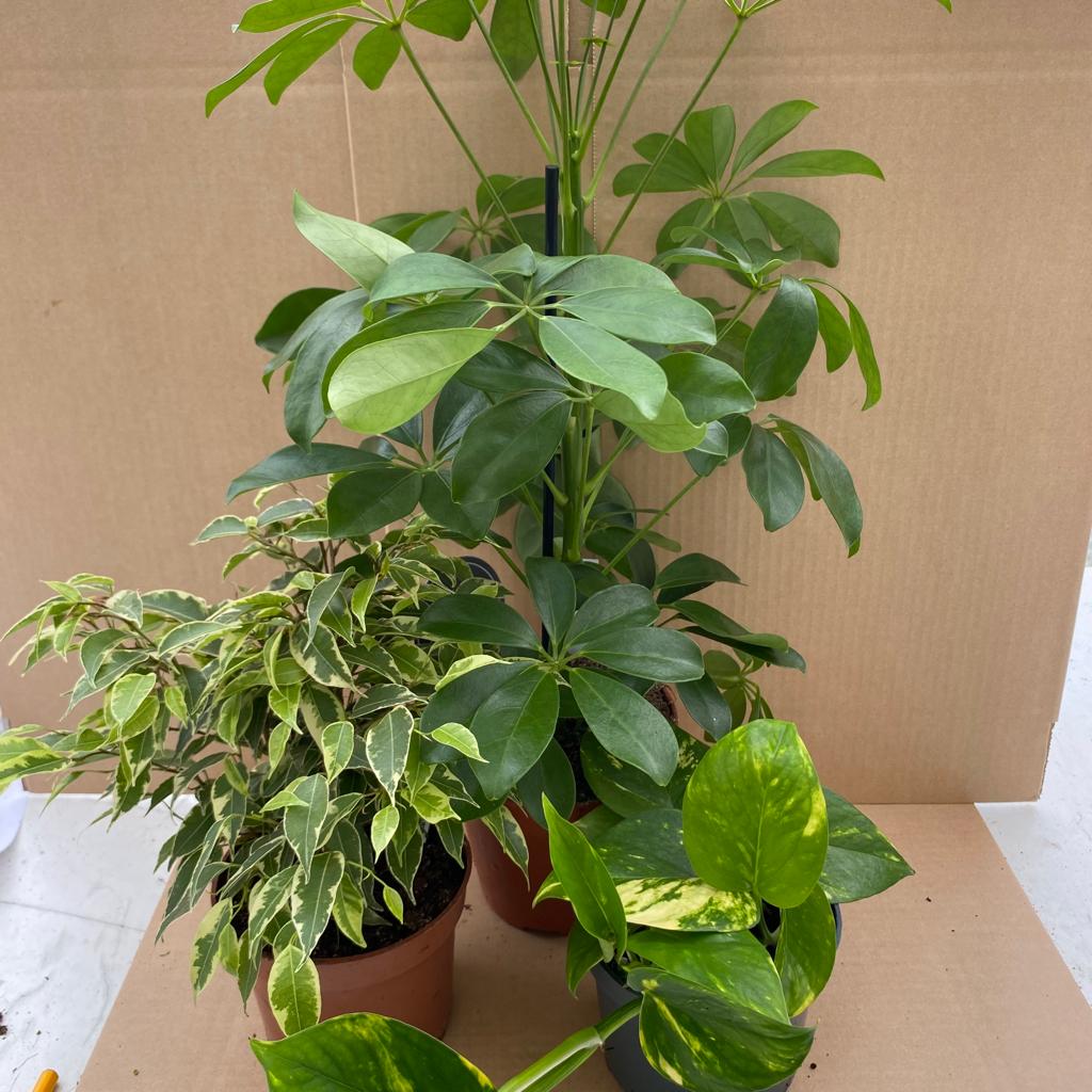 PR Live plant: Chameleon Collection (3 Plants)