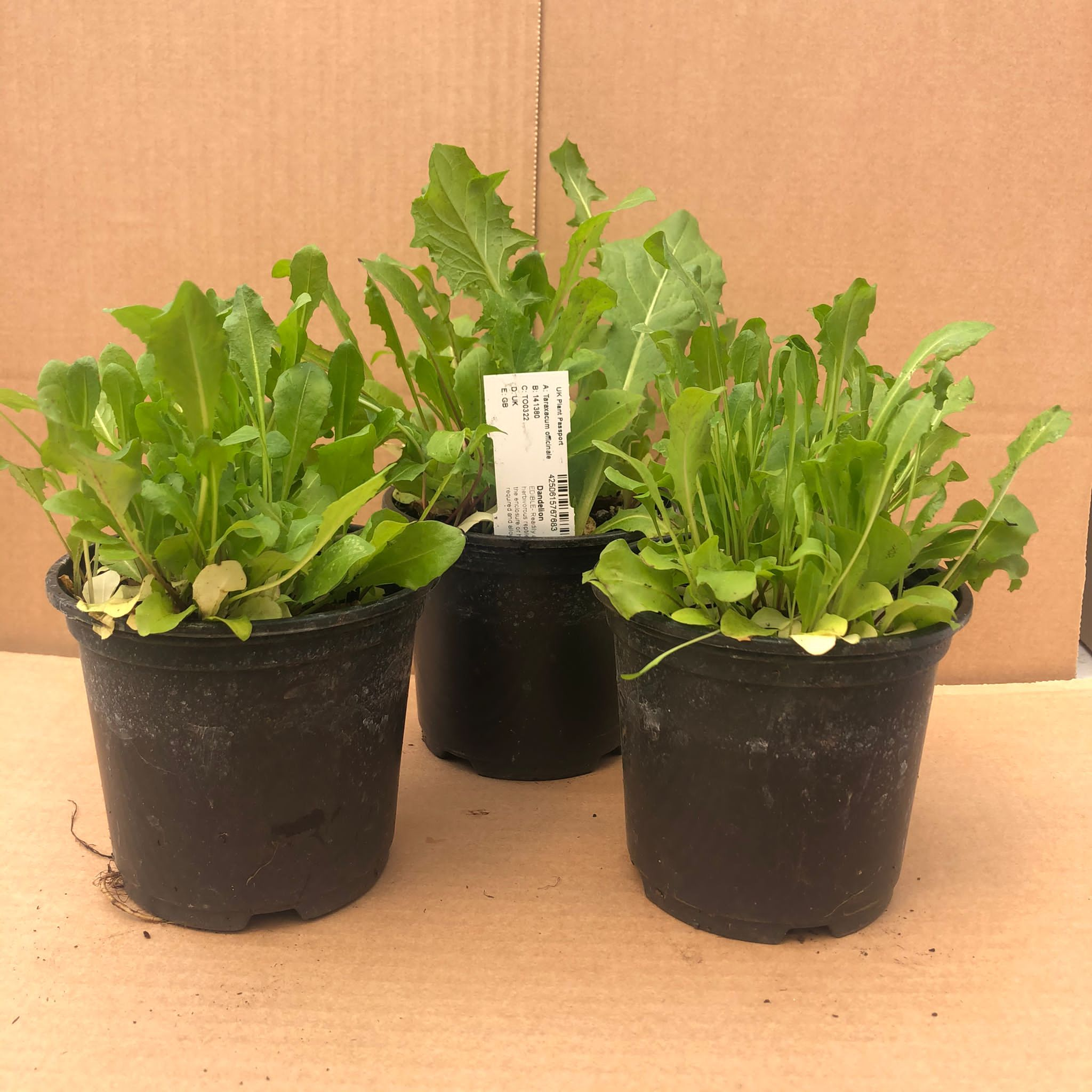 PR Live Food Plant; Dandelion *BUNDLE OF 3*