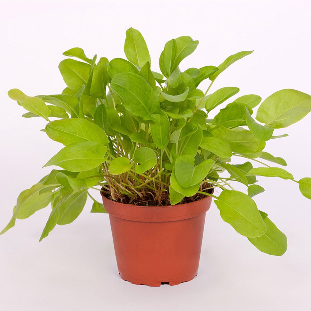 PR Live Food Plant; Common Sorrel 10cm pot