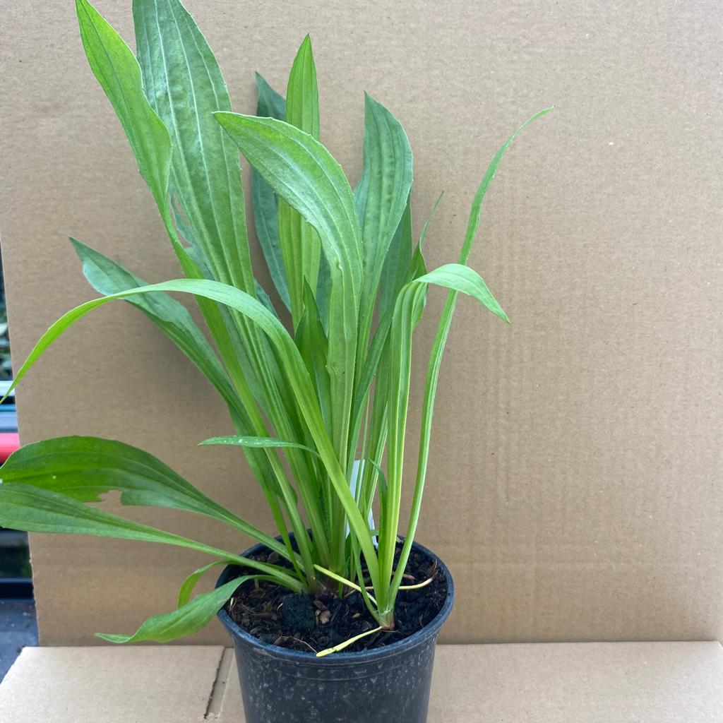 PR Live Food Plant; Plantain *BUNDLE OF 3*