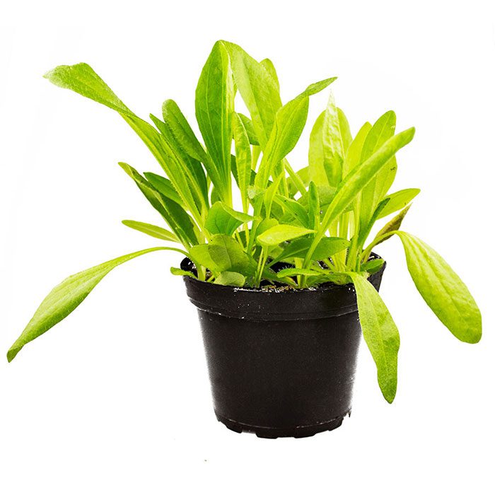 PR Live Food Plant; Plantain (10cm pot)