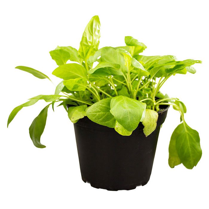 PR Live Food Plant; Selfheal (10cm pot) | Peregrine