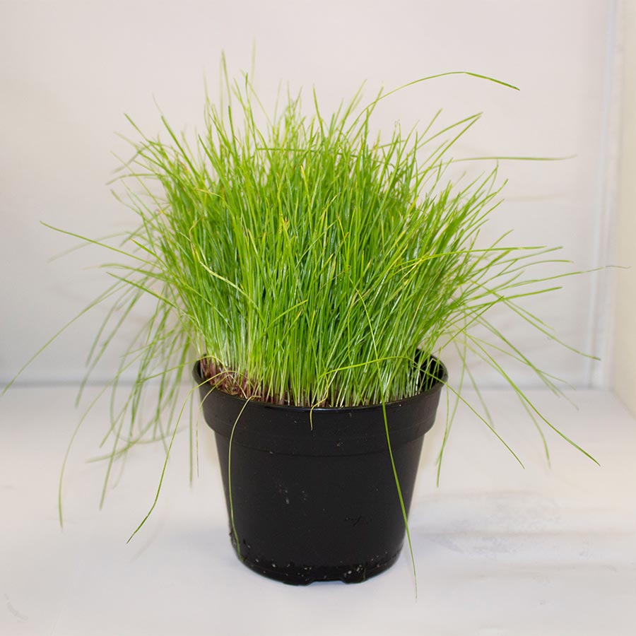 PR Live Food Plant; Fine Forage Grass 10cm pot