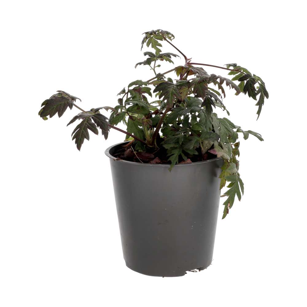 PR Live Food Plant; Thornless Bramble (Large)