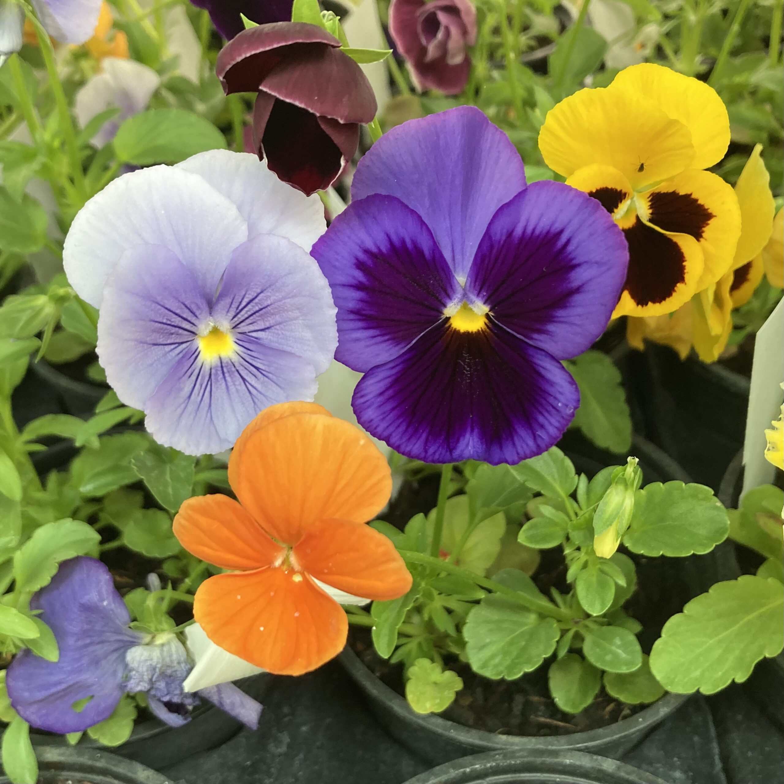 PR Live Food Plant. Pansy *BUNDLE OF 3*