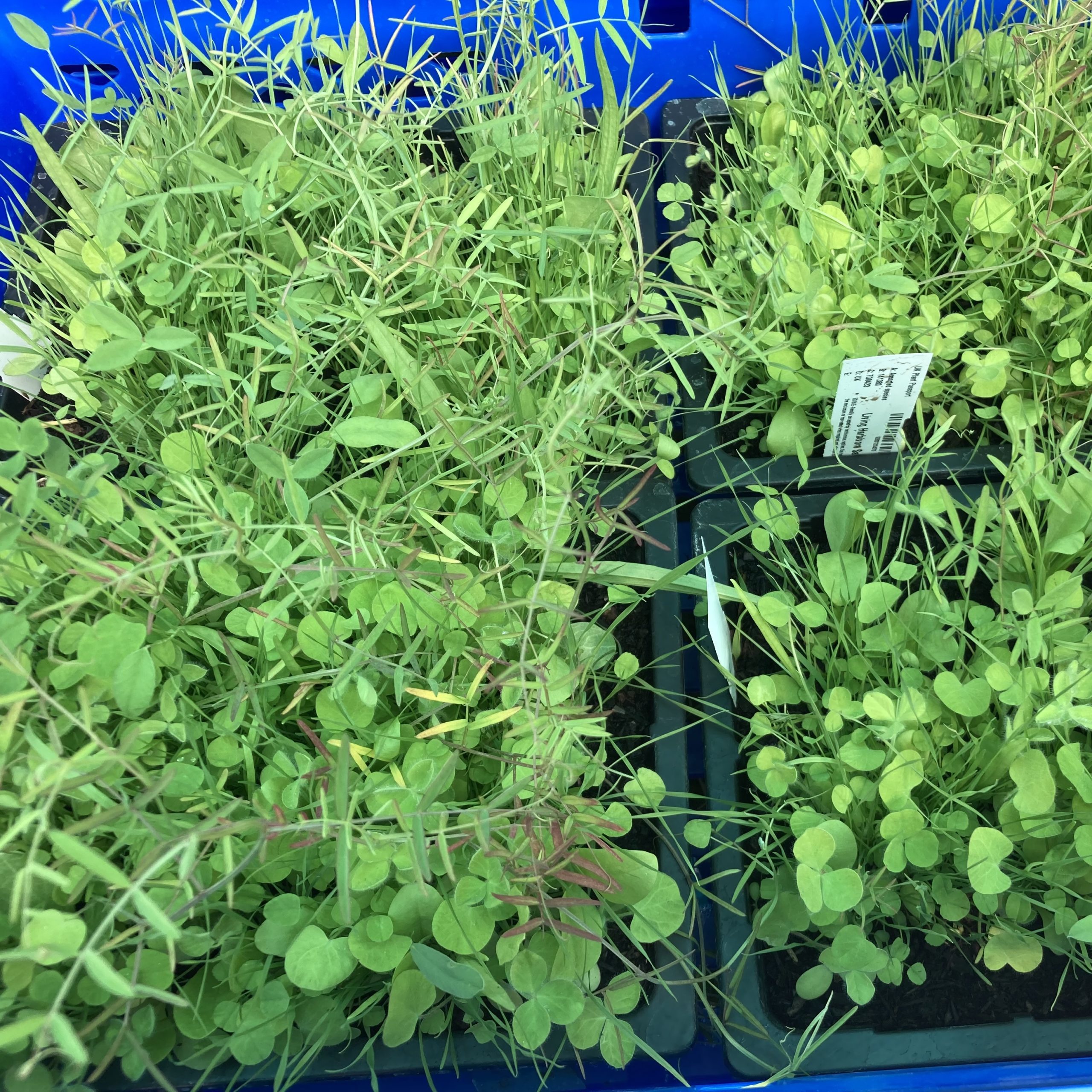 PR Live Food Plant. Living Salad Mix (Tray)  X5