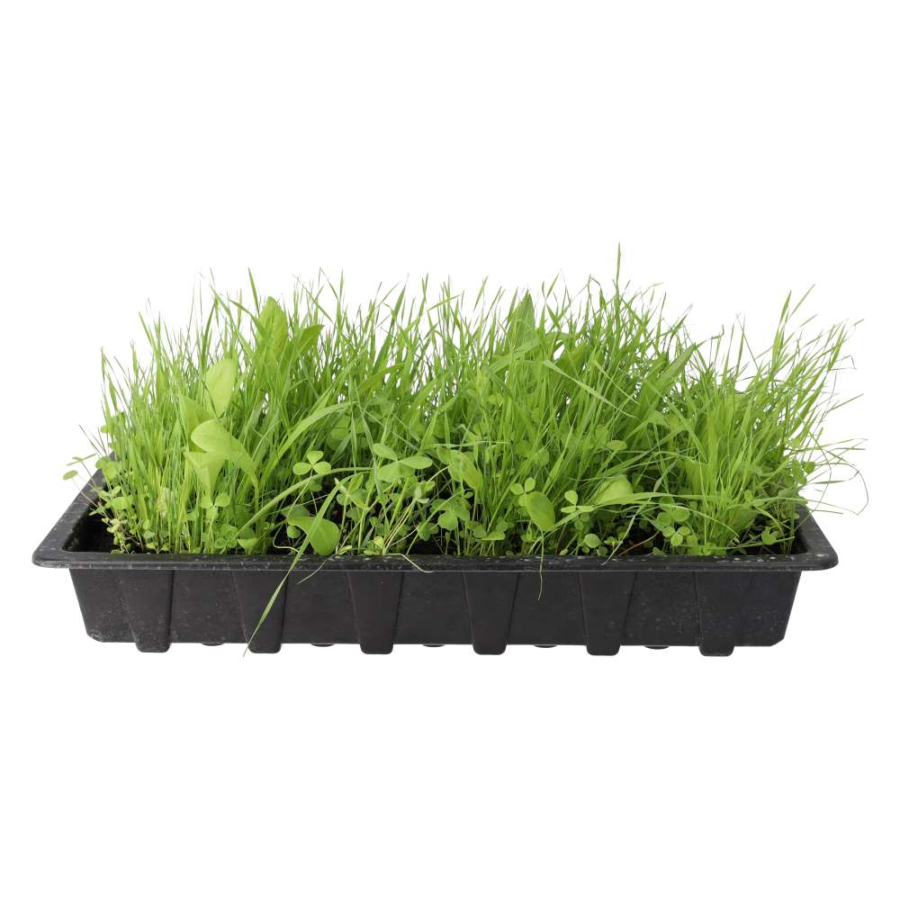 PR Live Food Plant. Living Salad Mix (LARGE TRAY)