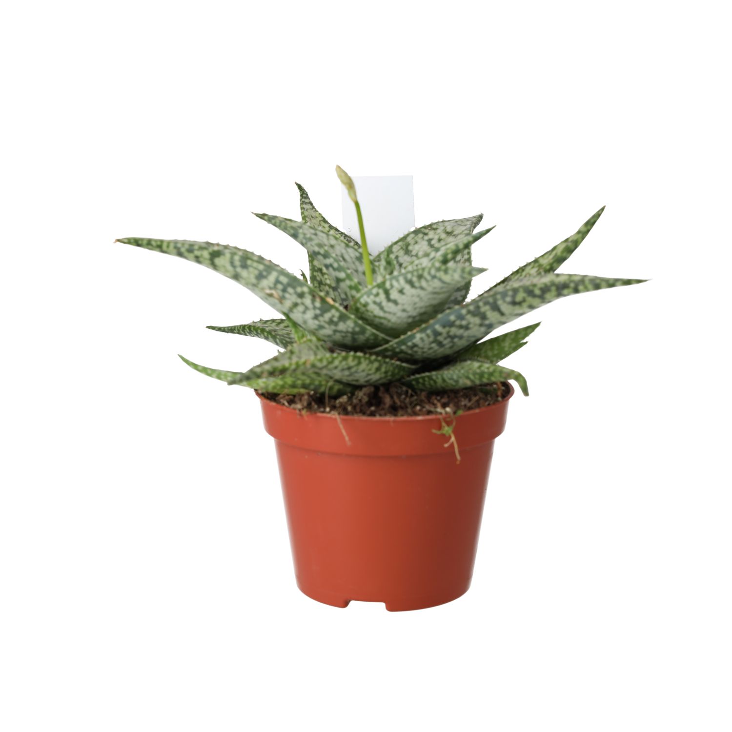 PR Live plant. Variegated Aloe (Medium)
