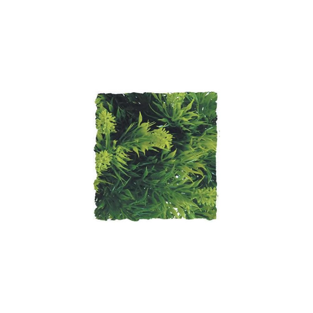 ZM Malaysian Fern, Large, BU-33