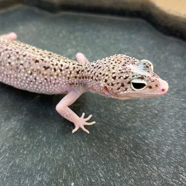 CB SNOW RADAR Leopard Gecko