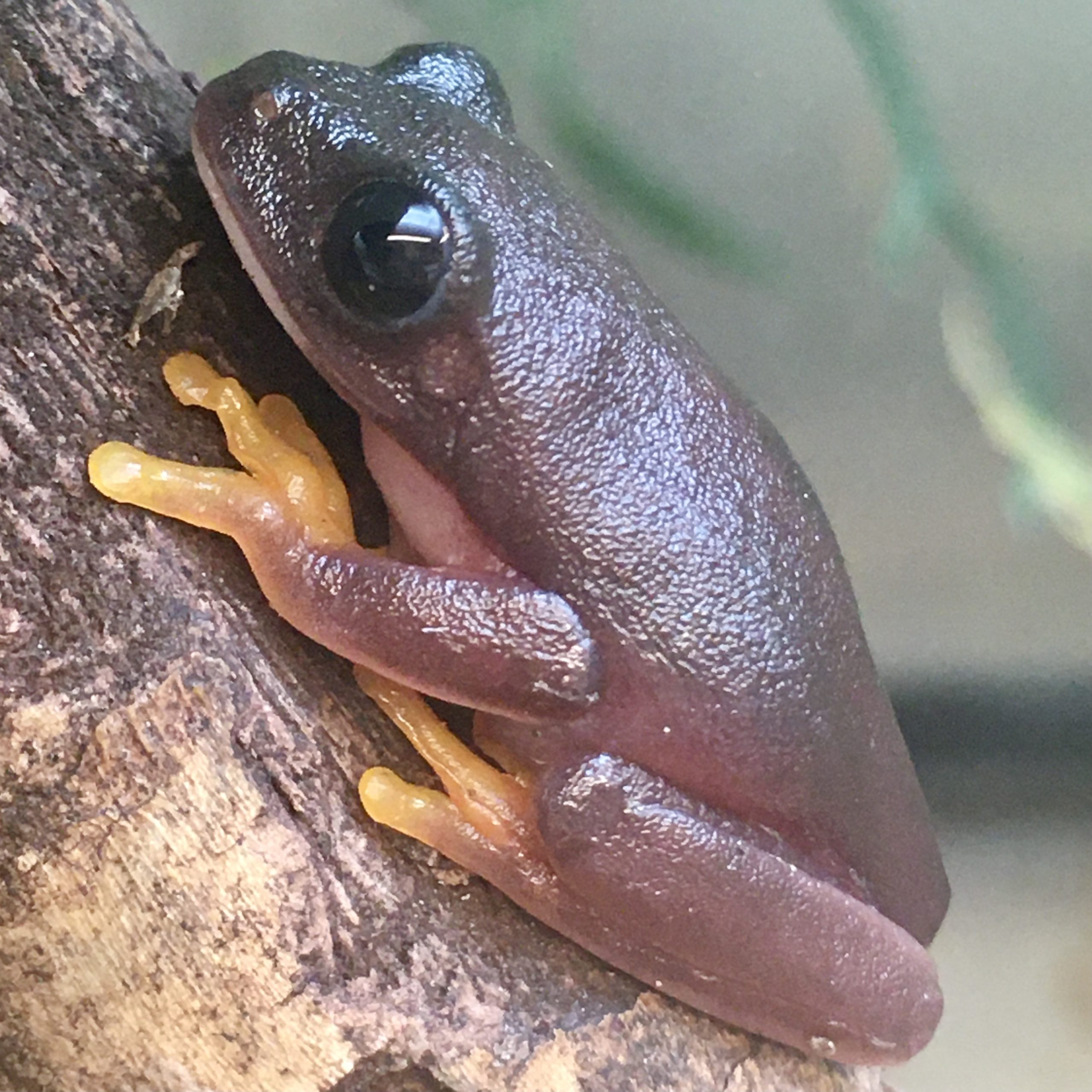 CB MELANISTIC Red Eyed Tree Frog