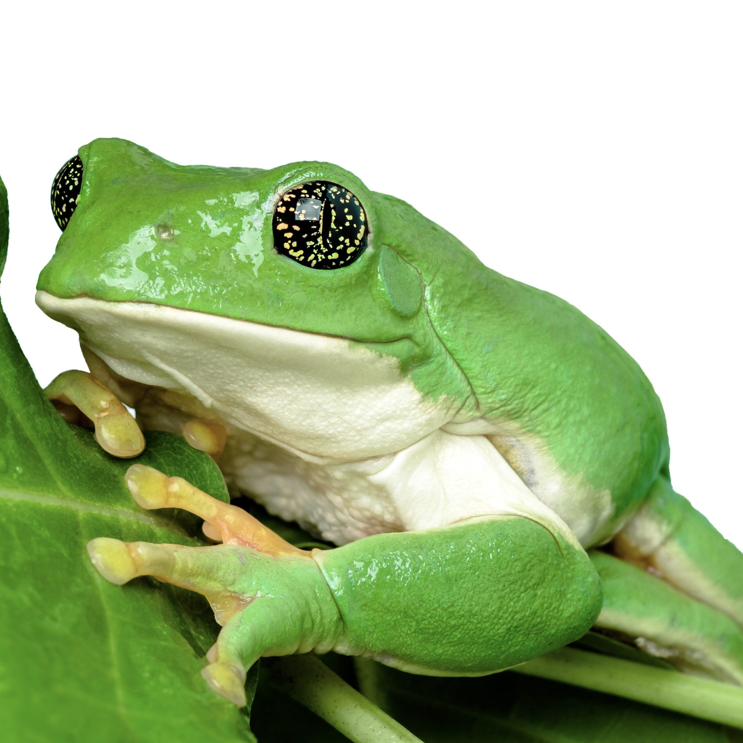 CB Giant Mexican Leaf Frog