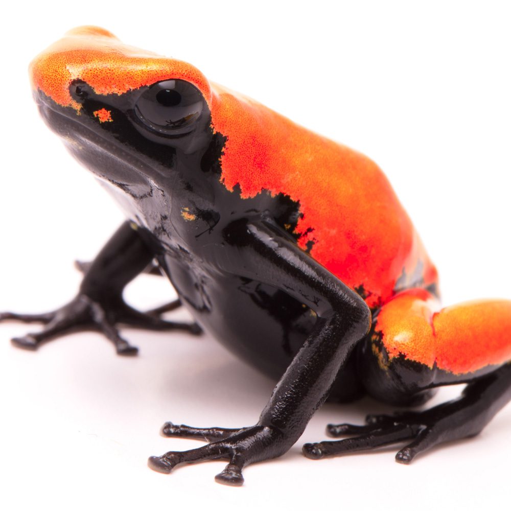 CB Splashback Poison Arrow Frog 