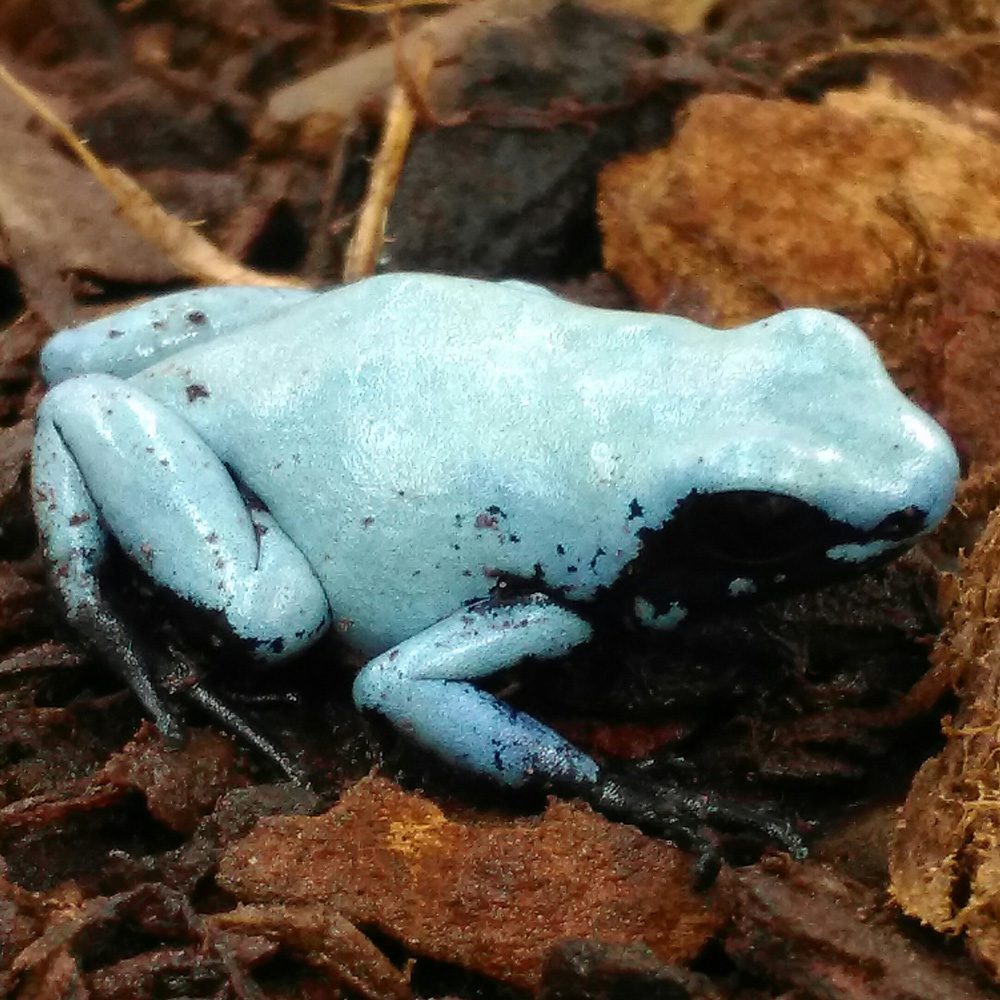 CB Splashback Poison Arrow Frog 