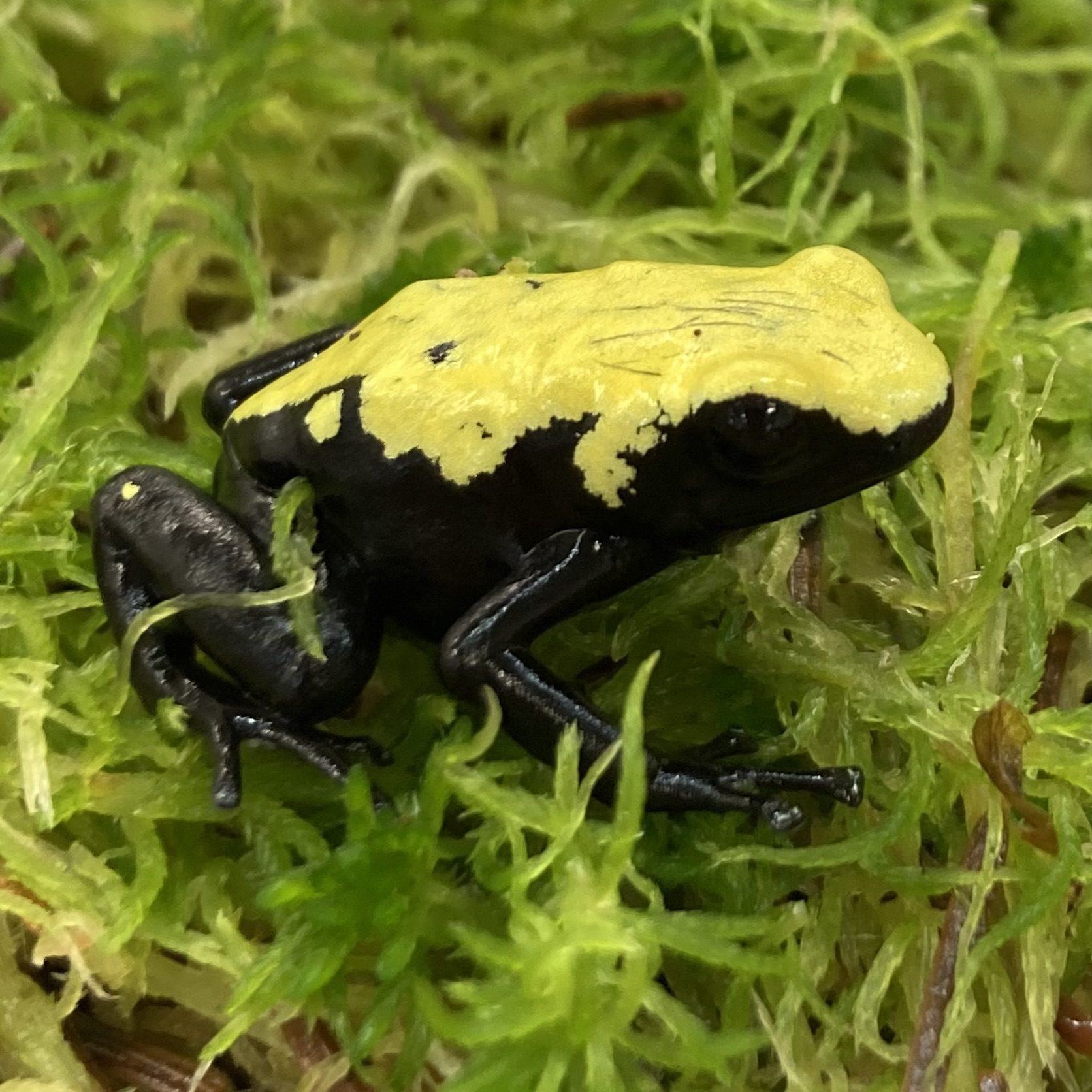 CB Splashback Poison Arrow Frog 