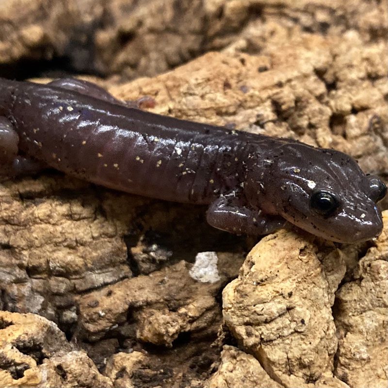 CB Arboreal Salamander