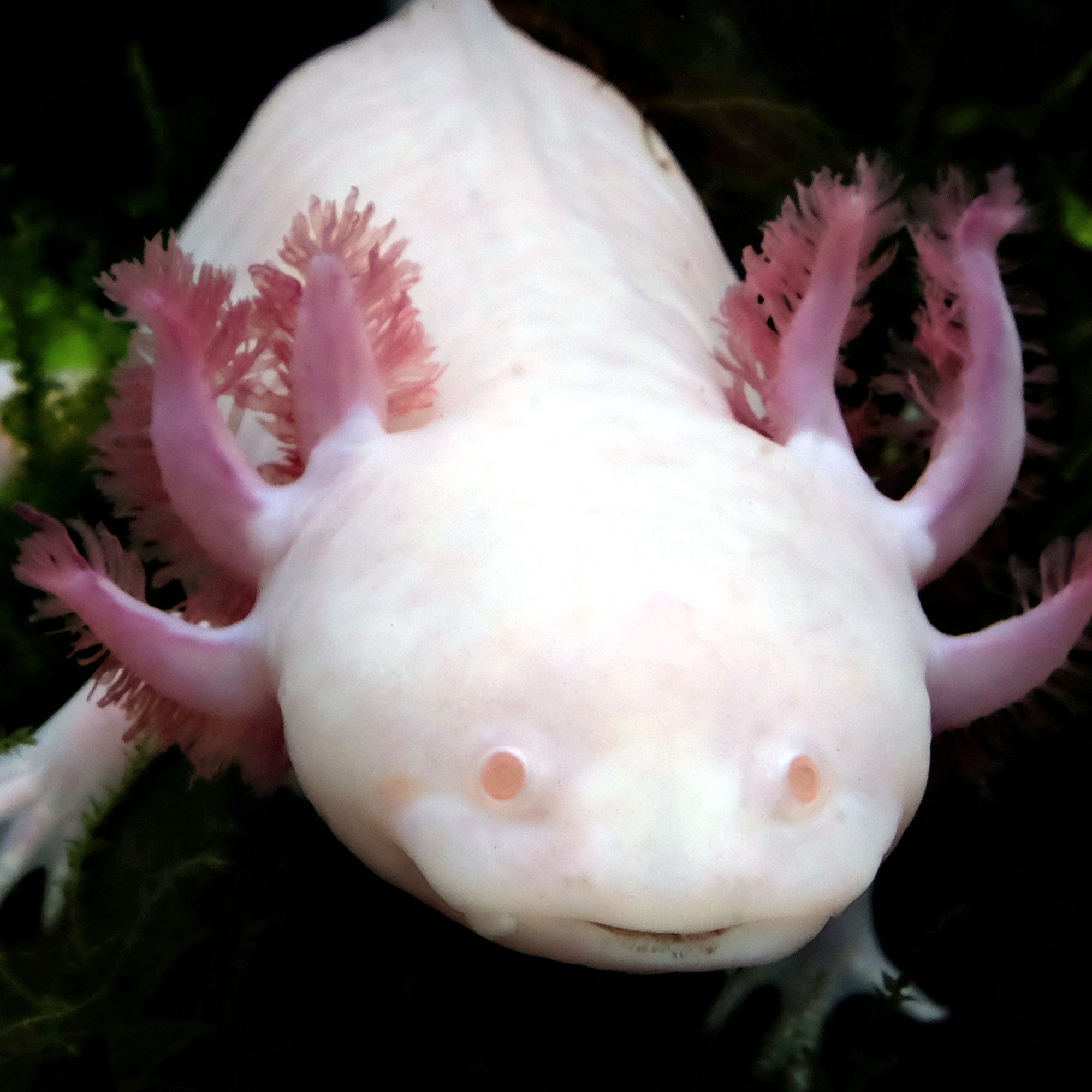 CB Axolotl 