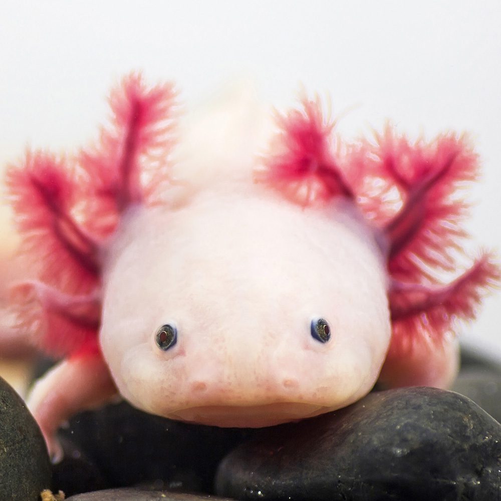 CB Axolotl 