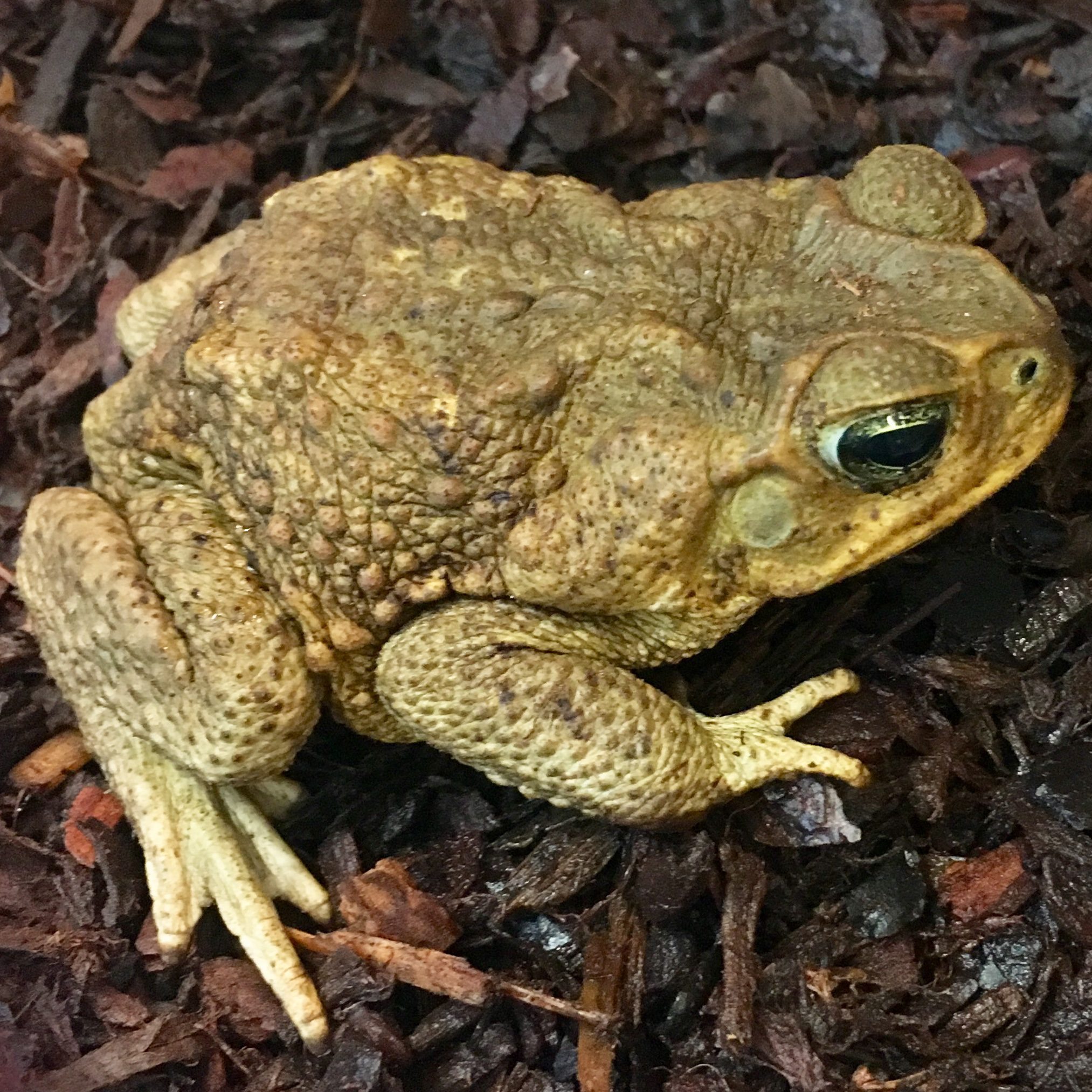 WC Cane Toad