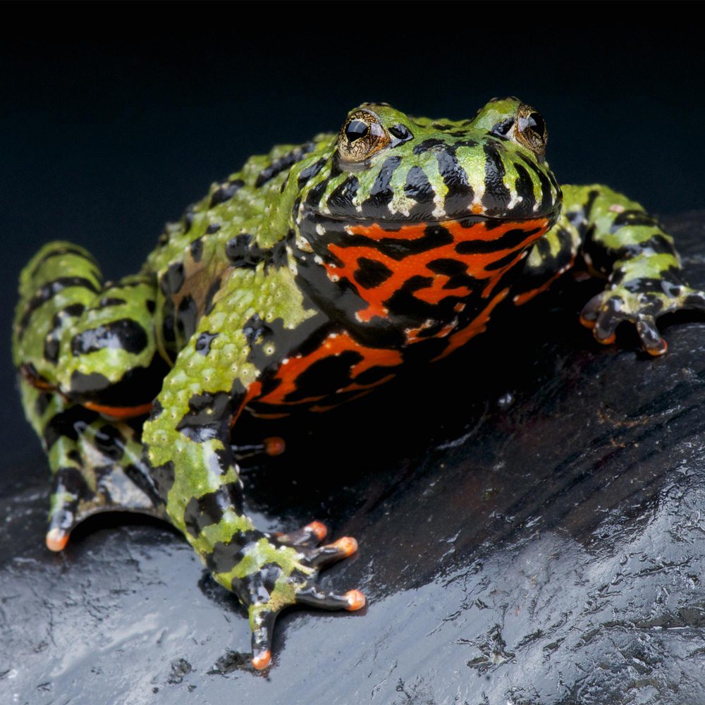 CB Oriental Fire Bellied Toad