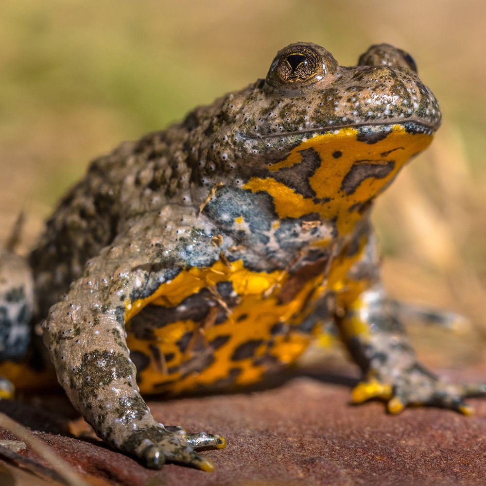 CB Yellow Bellied Toad