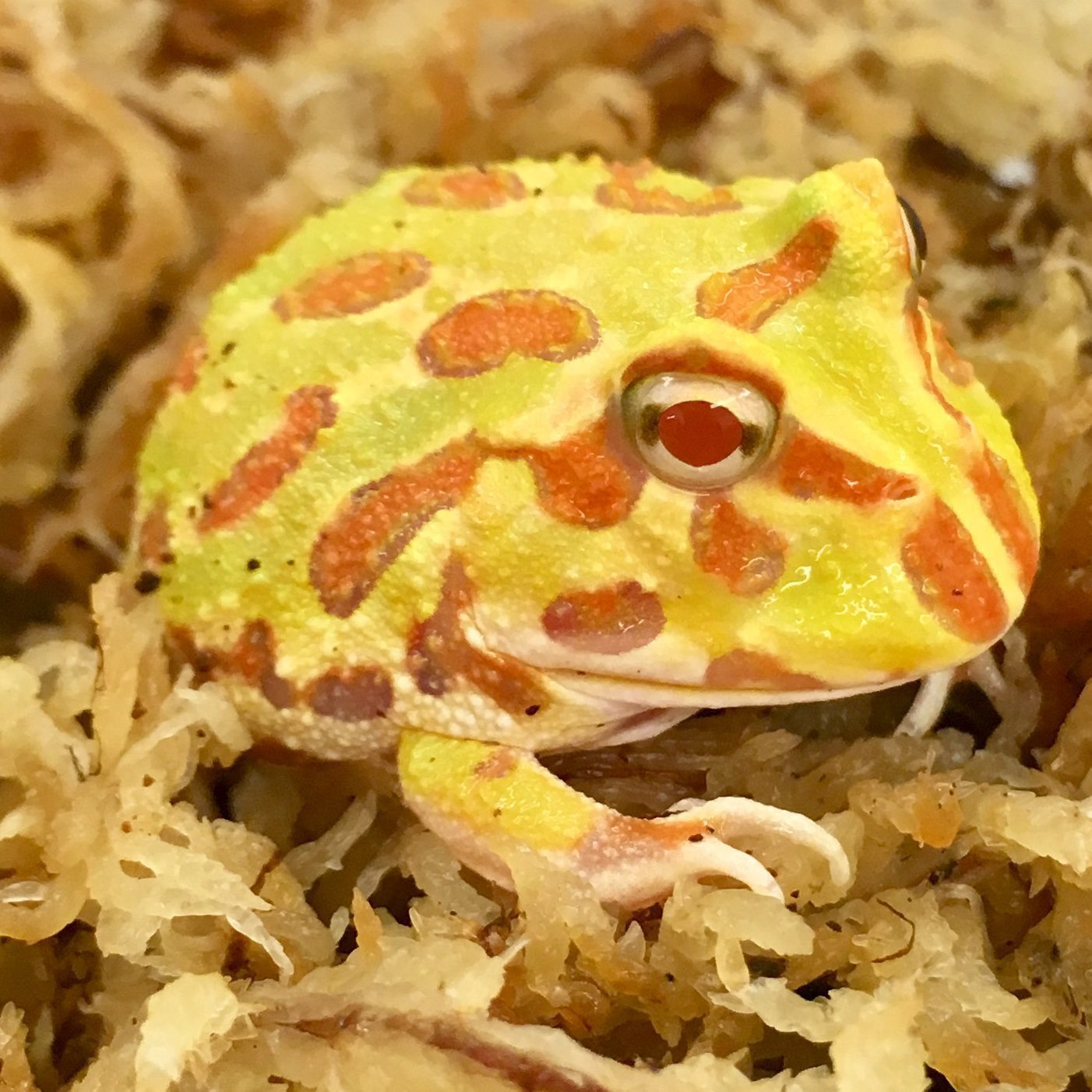 CB Albino Horned Frog