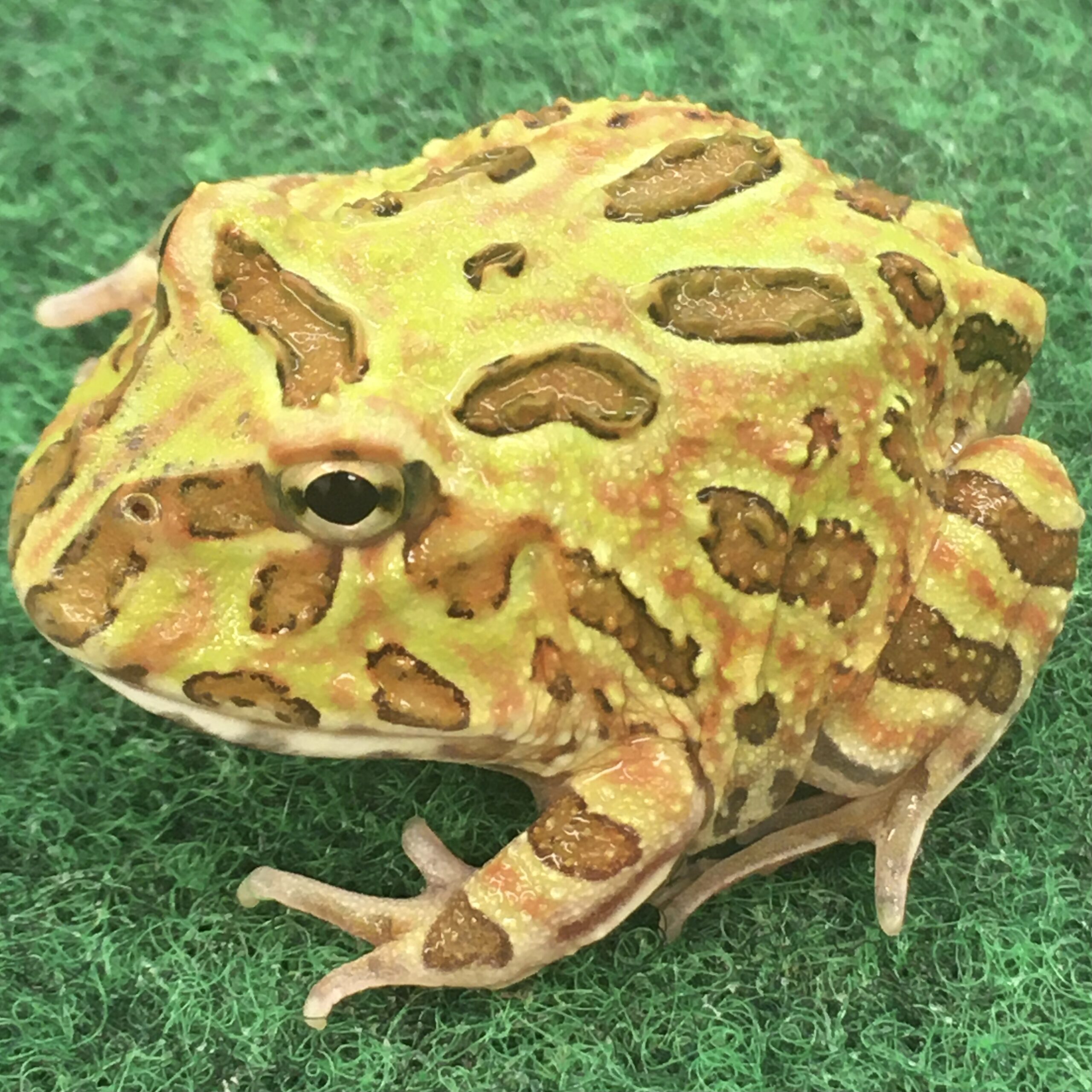 CB Camouflage Horned Frog