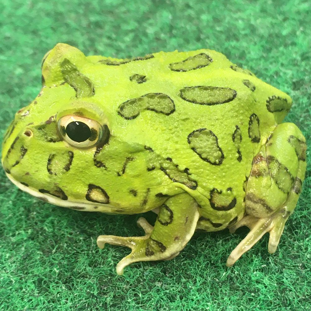 CB Peppermint Horned Frog