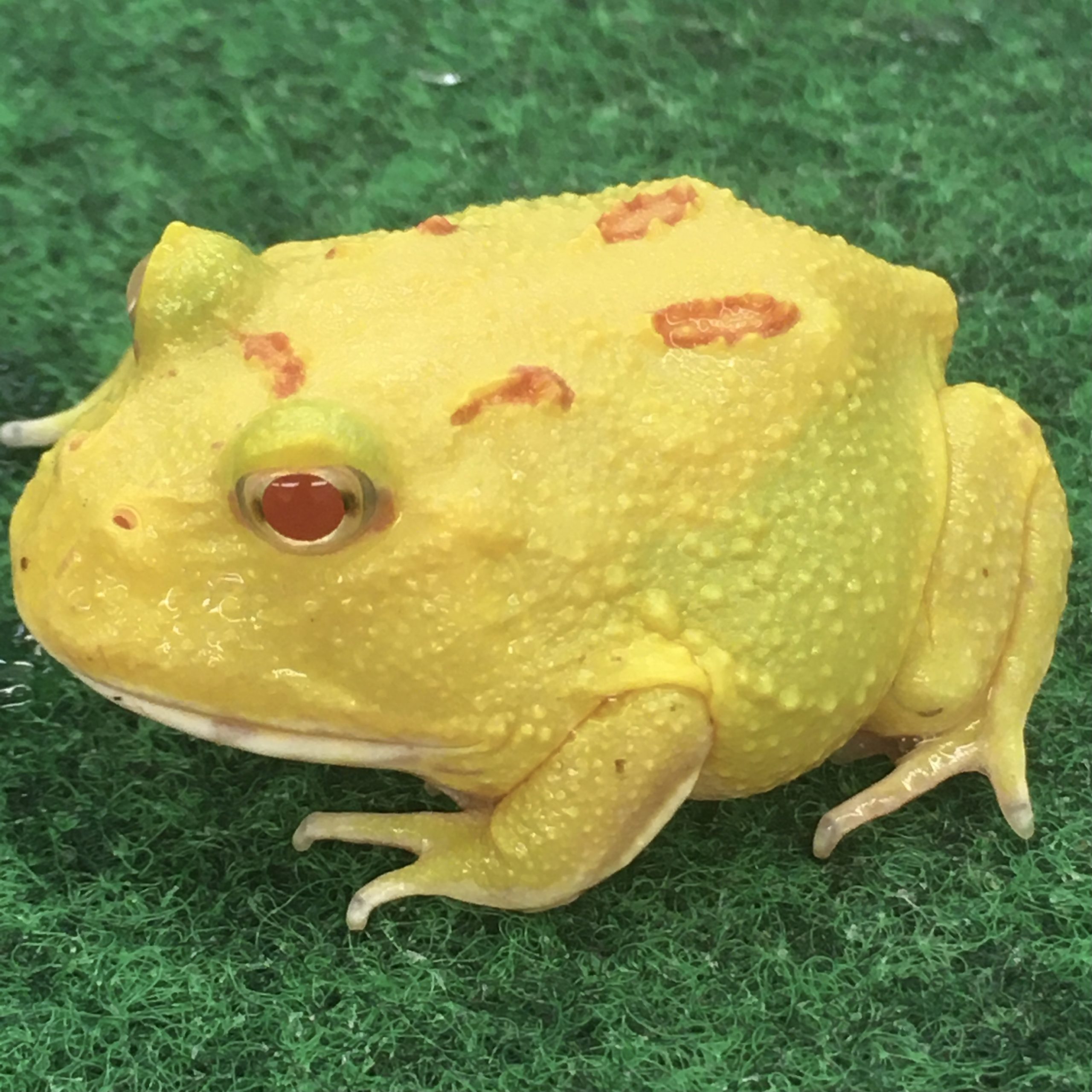 CB Pikachu Horned Frog