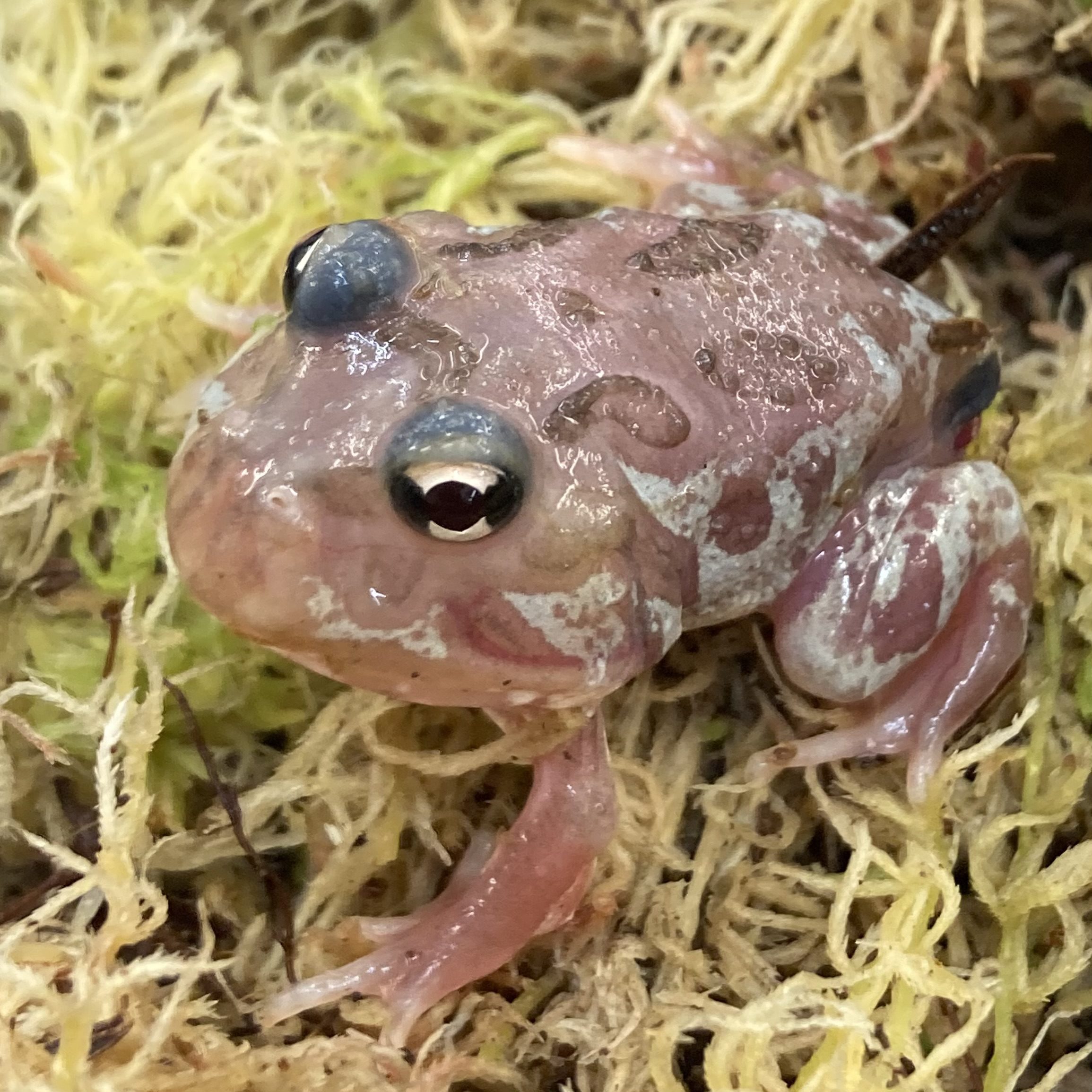 CB Translucent Mutant Horned Frog