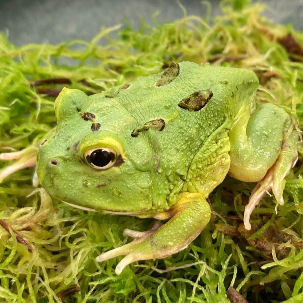 Horned Frogs Peregine