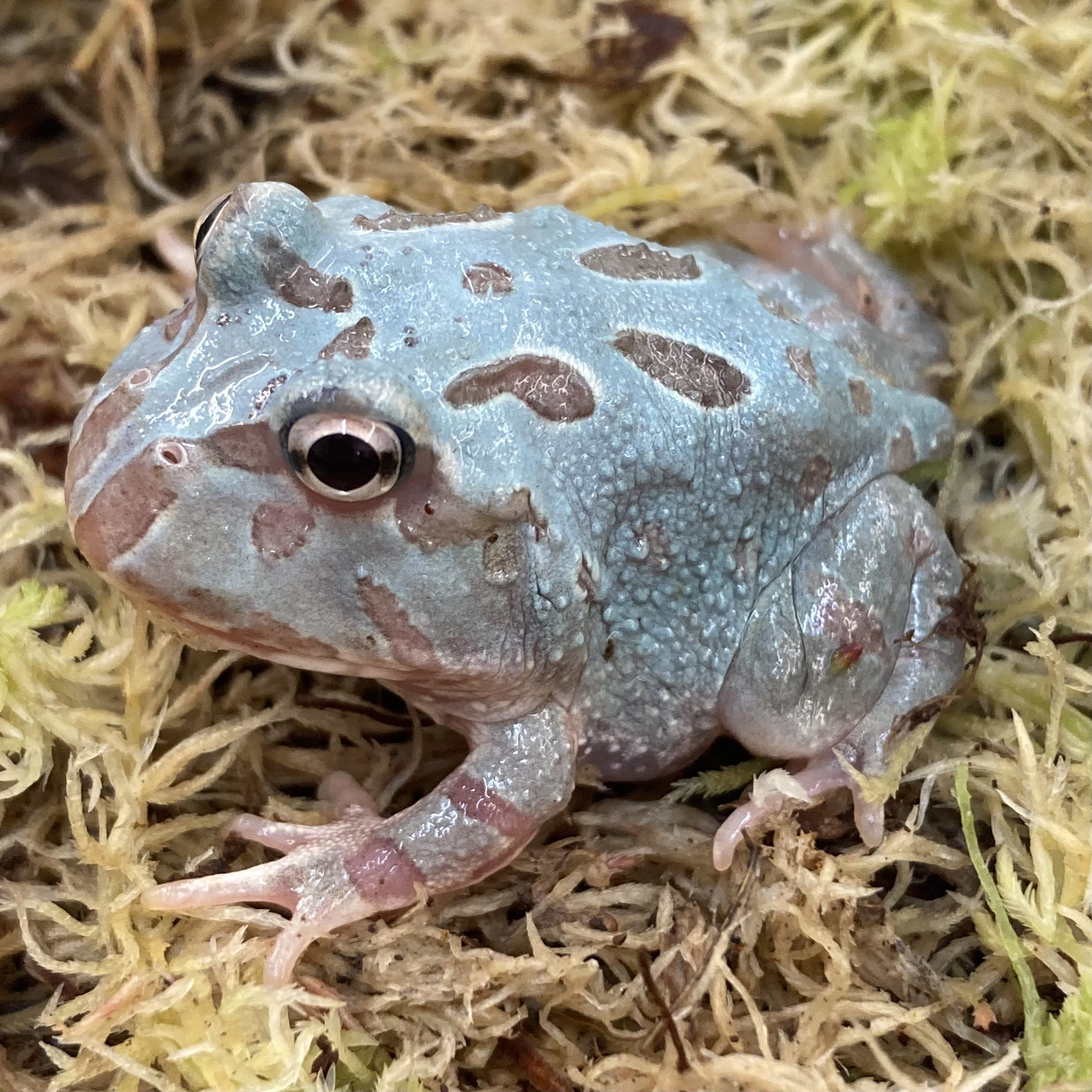 CB Metal Blue Mutant Horned Frog