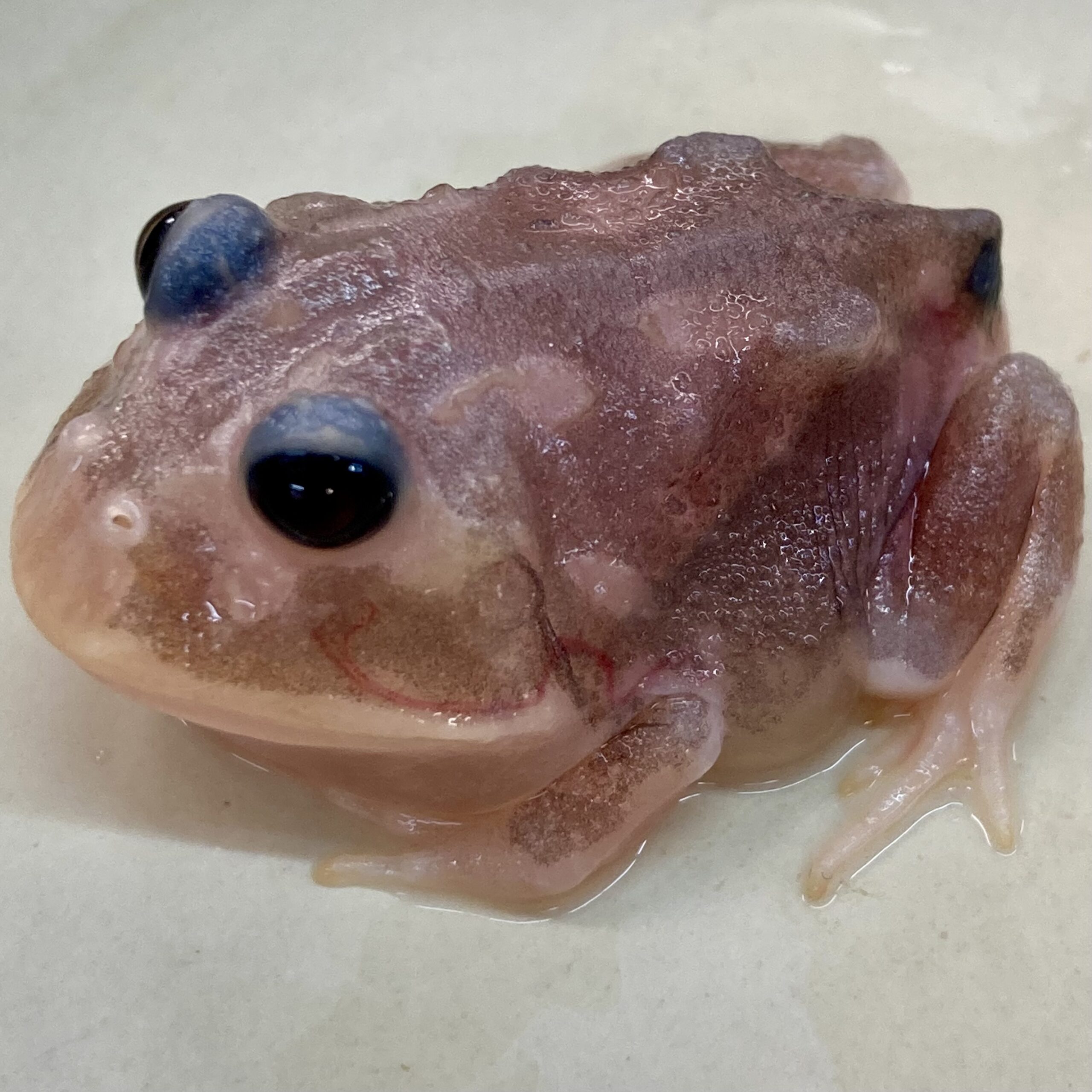 CB Dark Phase Mutant Horned Frog