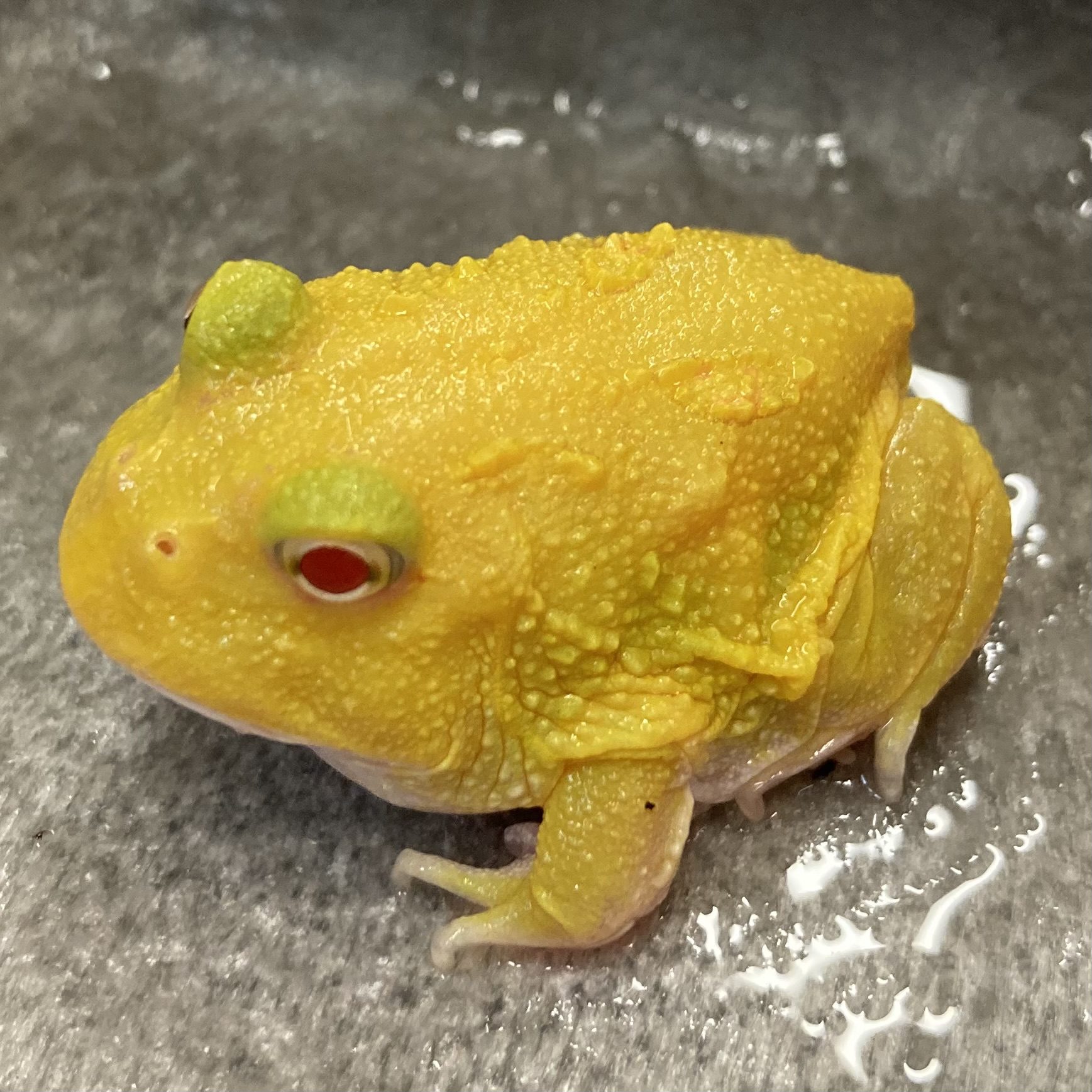 CB Super Pikachu Horned Frog