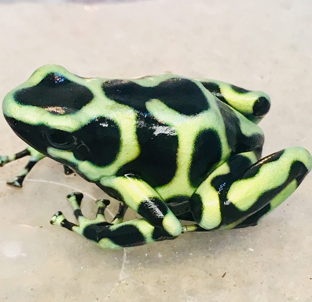 CB Green & Black Poison Arrow Frog