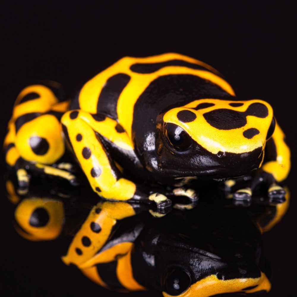 CB Yellow & Black Poison Arrow Frog
