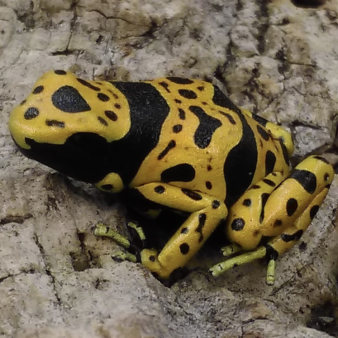 CB Yellow & Black Poison Arrow Frog 