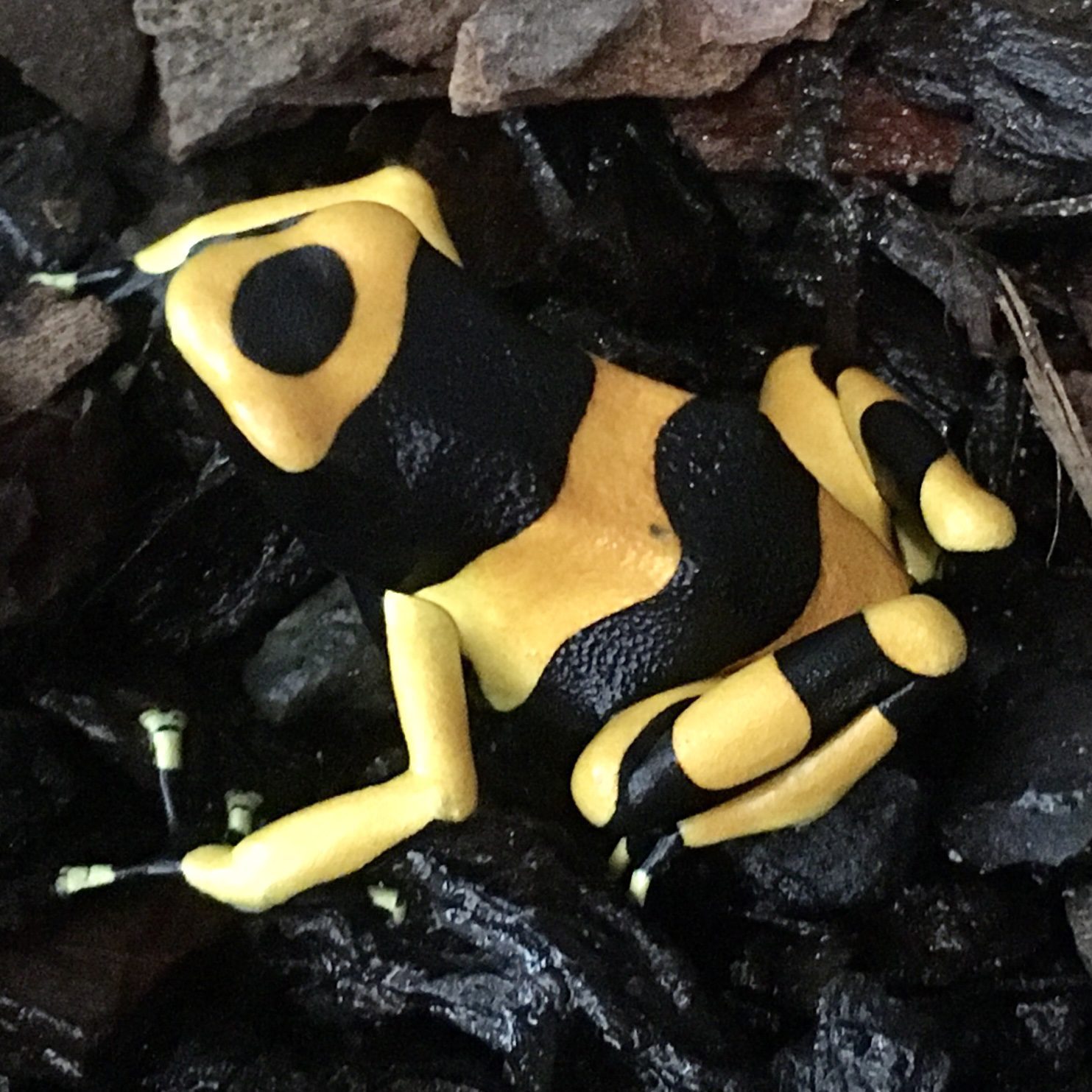 CB Yellow & Black Poison Arrow Frog 