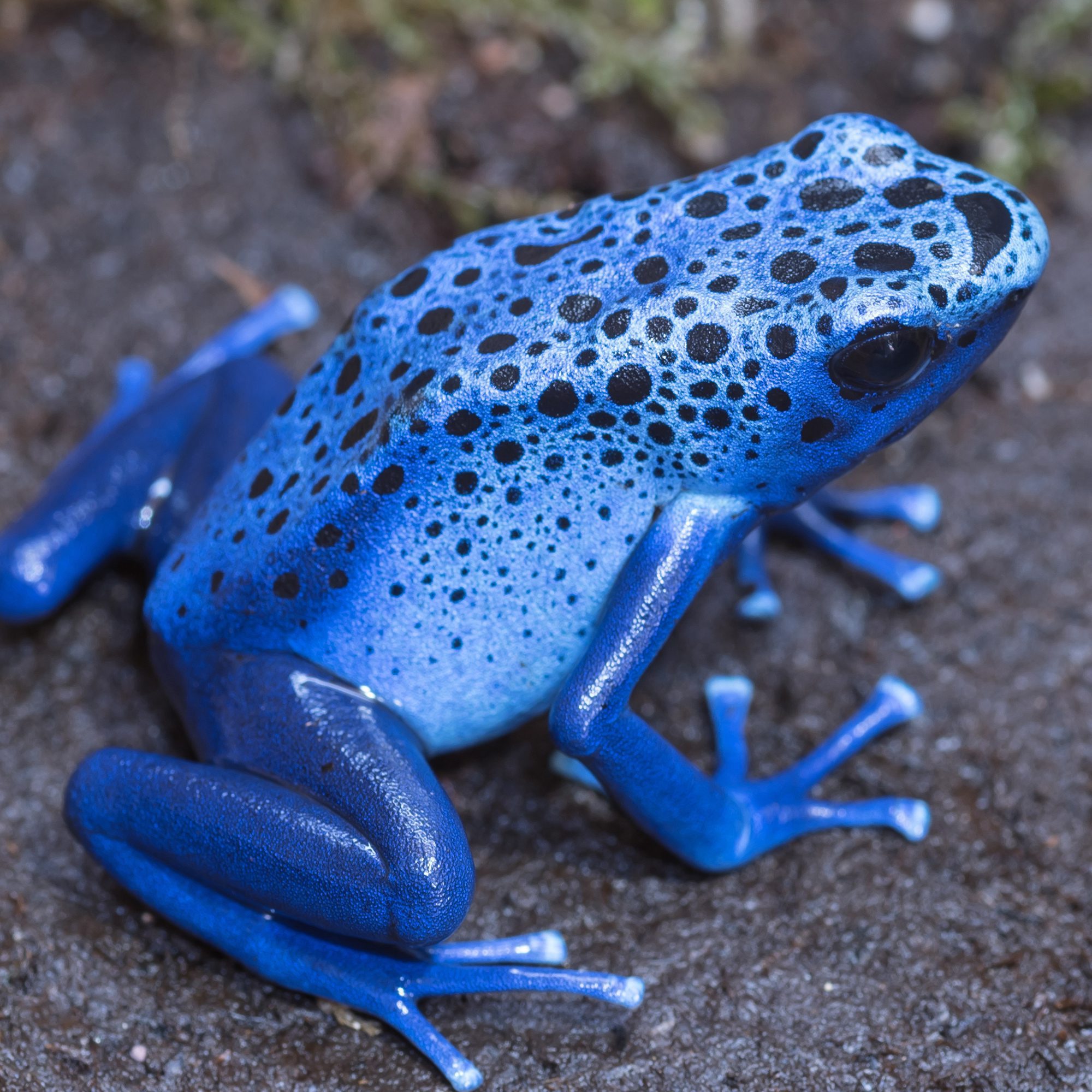 CB Blue Poison Arrow Frog 