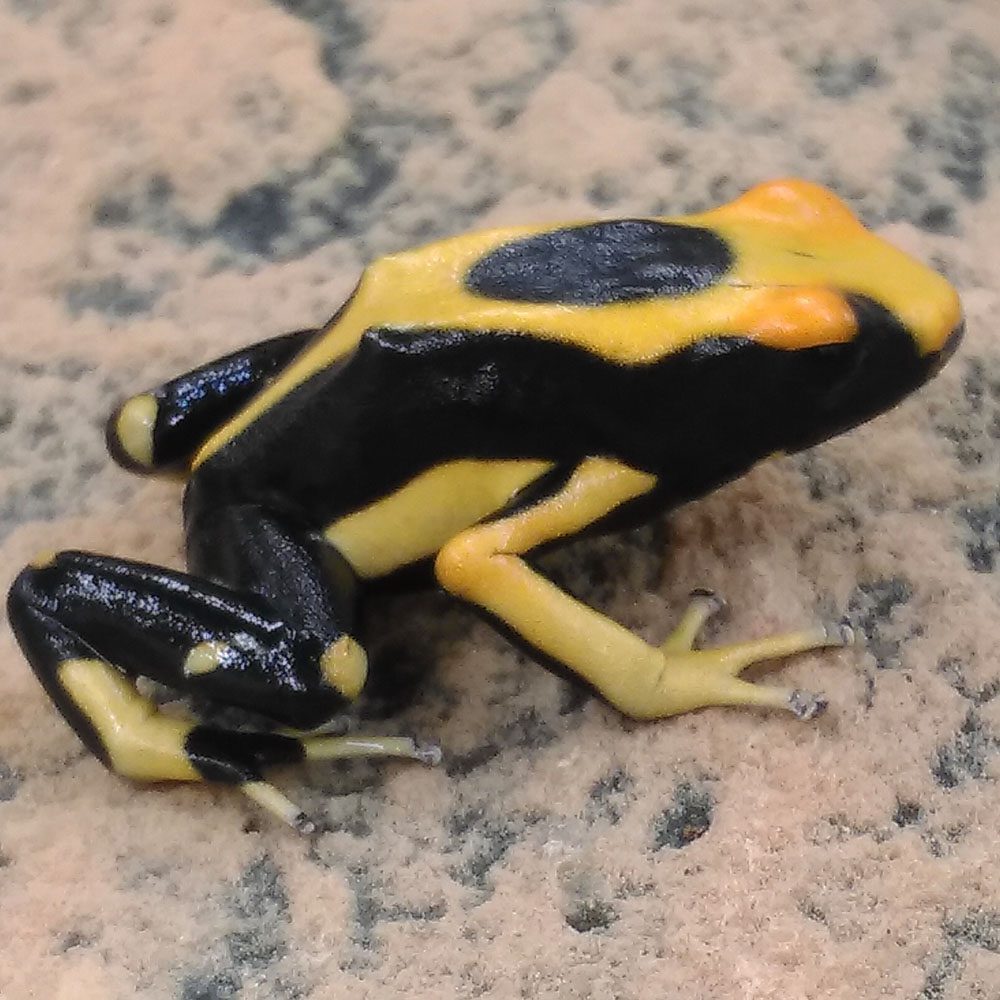 CB Dyeing Poison Arrow Frog 