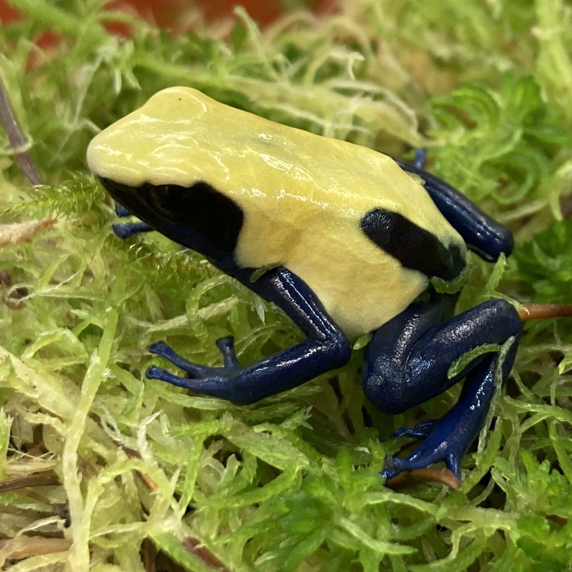 CB Dying Poison Arrow Frog 