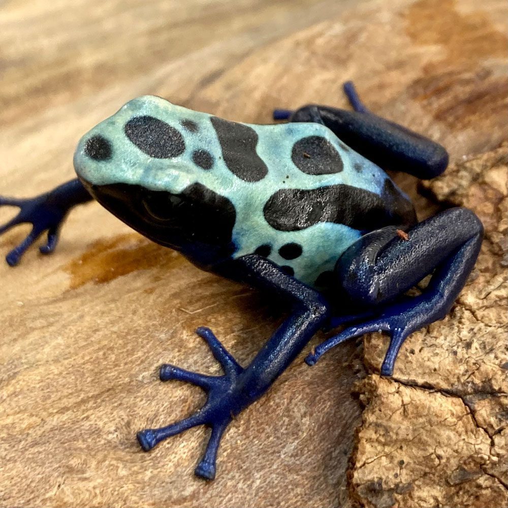 CB Dyeing Poison Arrow Frog 