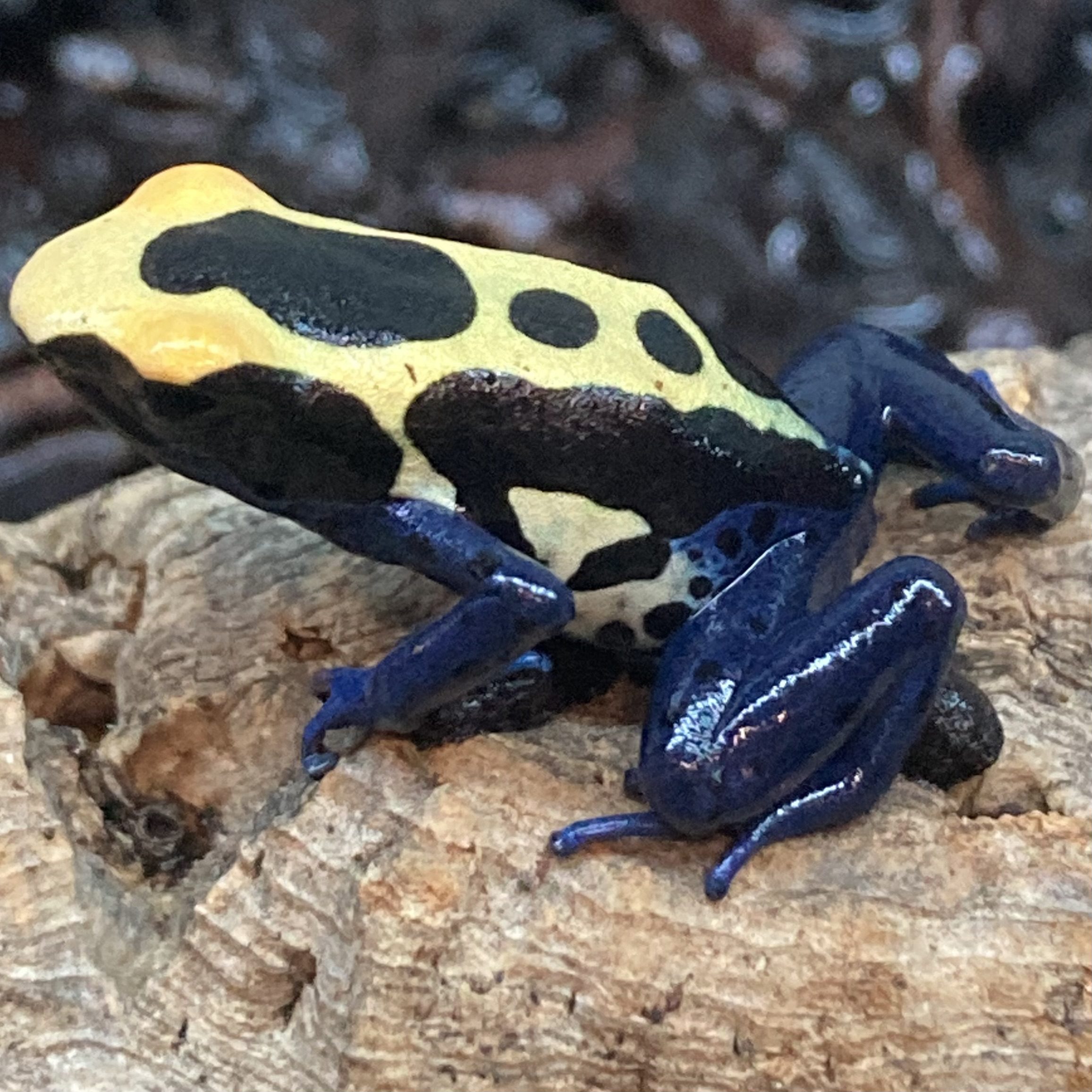 CB Dying Poison Arrow Frog 