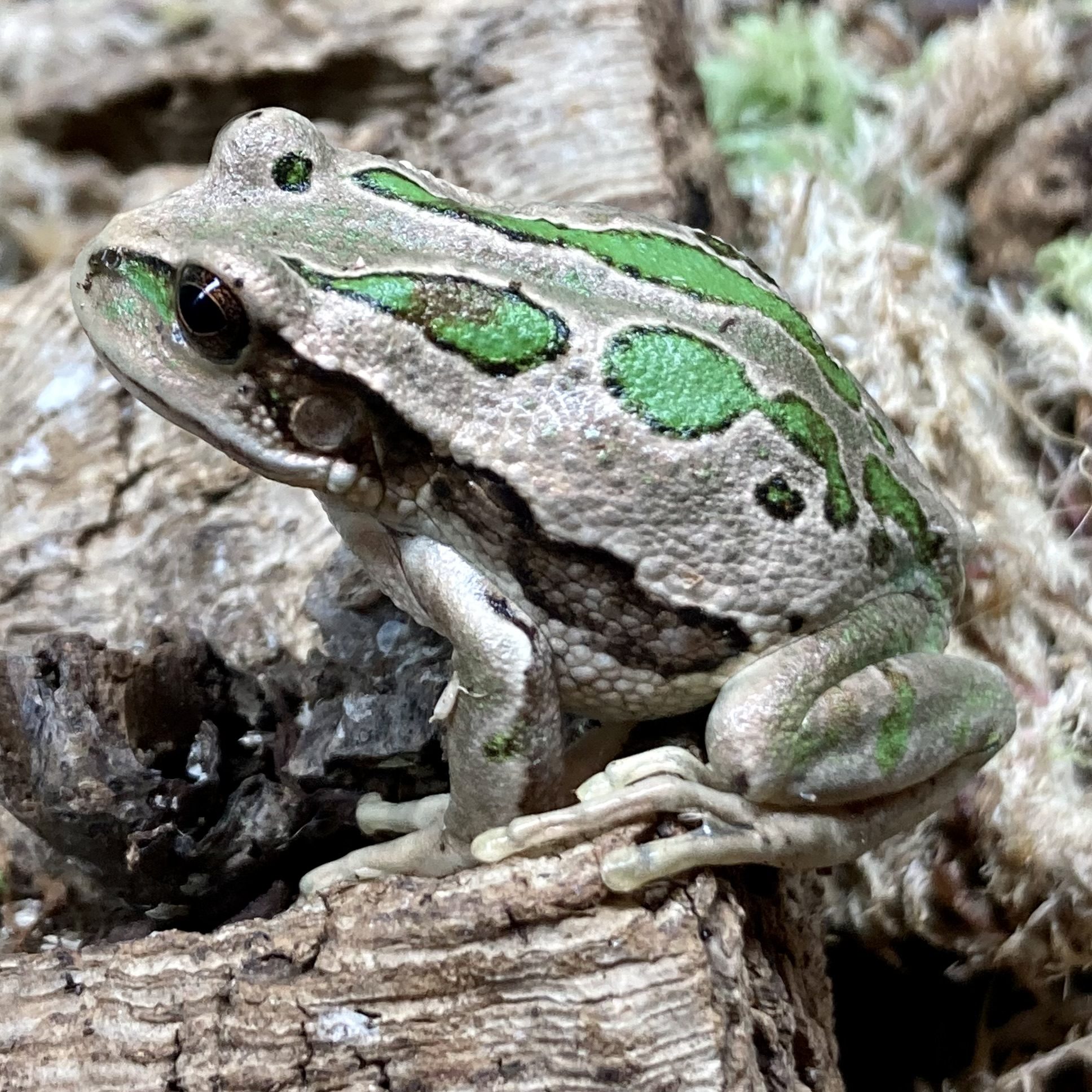 CB 5-6cm Riobamba Marsupial Frog