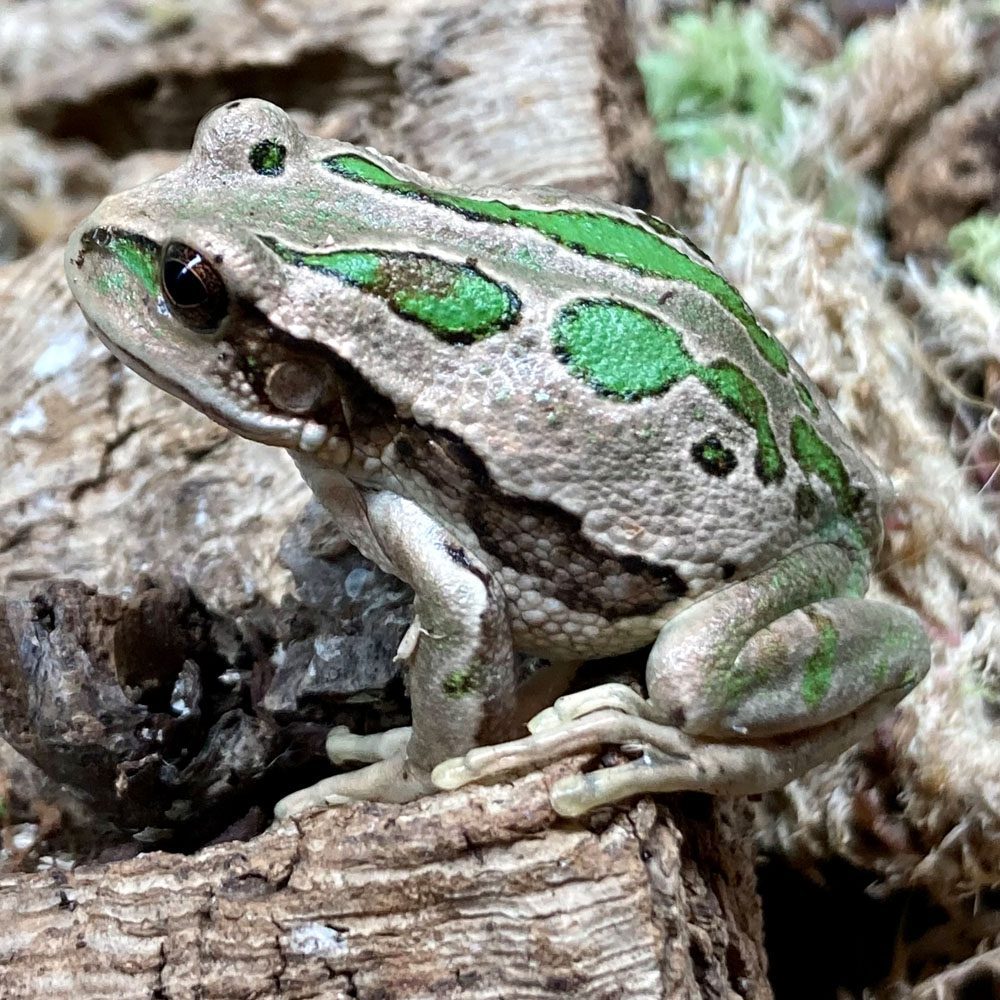 CB Riobamba Marsupial Frog