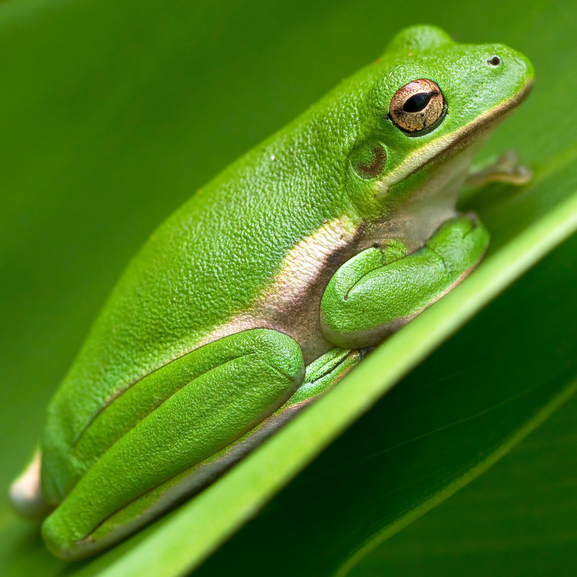 WC American Green Treefrog
