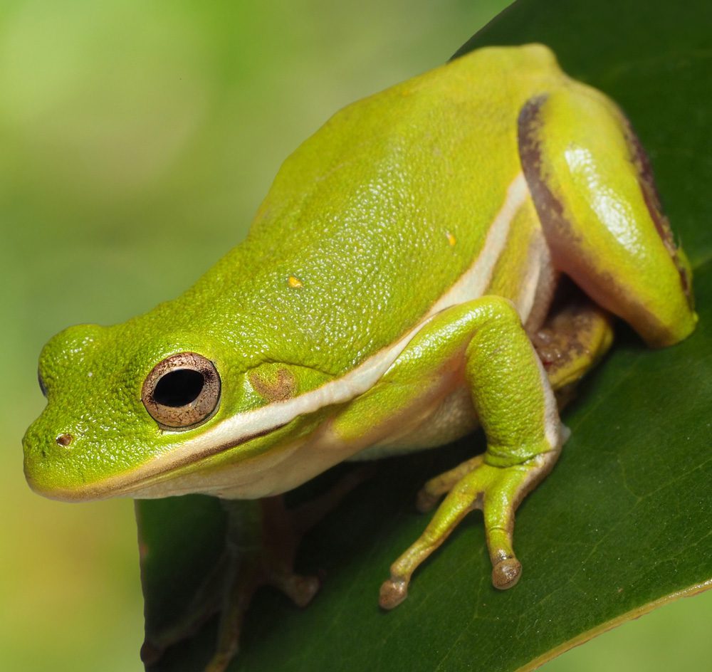 WC Squirrel Tree Frog